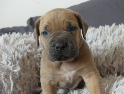 Les chiots de Cane Corso