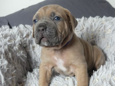 Les chiots de Cane Corso