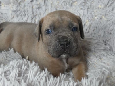 Les chiots de Cane Corso