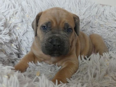 Les chiots de Cane Corso