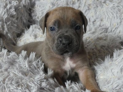 Les chiots de Cane Corso