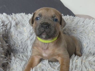 Les chiots de Cane Corso