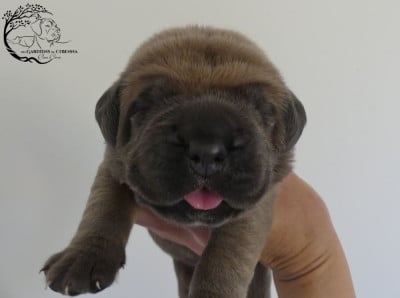 Les chiots de Cane Corso