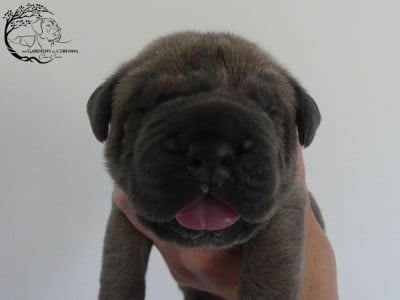 Les chiots de Cane Corso