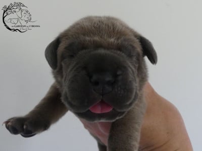 Les chiots de Cane Corso