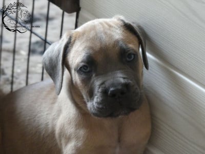 Les chiots de Cane Corso