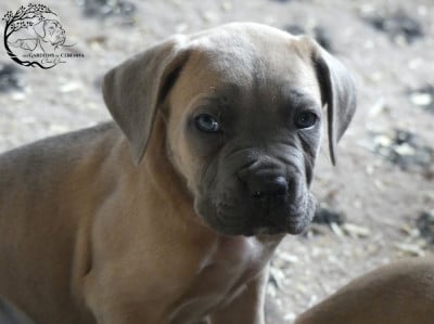 Les chiots de Cane Corso