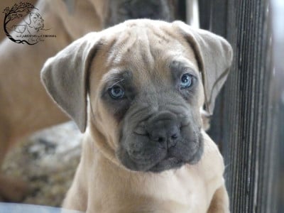 Les chiots de Cane Corso