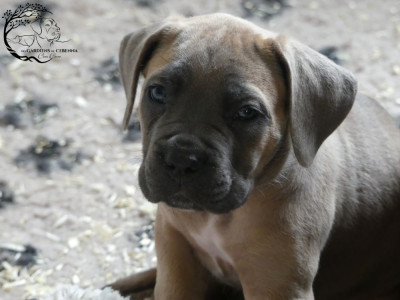 Les chiots de Cane Corso