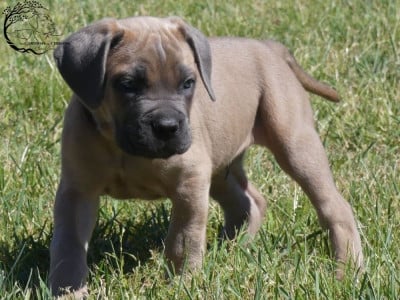 Les chiots de Cane Corso