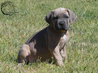 Les chiots de Cane Corso