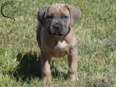 Les chiots de Cane Corso