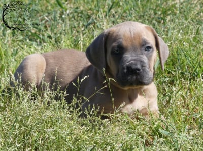 Les chiots de Cane Corso
