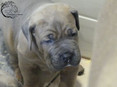 Les chiots de Cane Corso