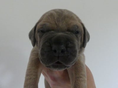 Les chiots de Cane Corso