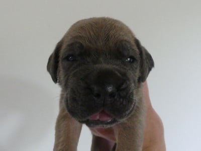 Les chiots de Cane Corso