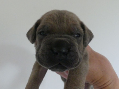 Les chiots de Cane Corso
