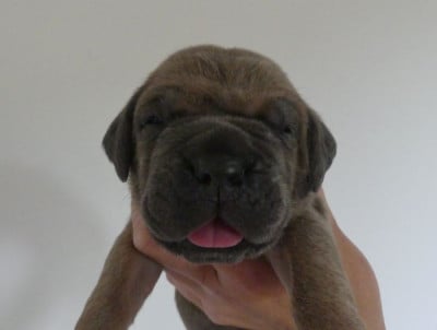 Les chiots de Cane Corso