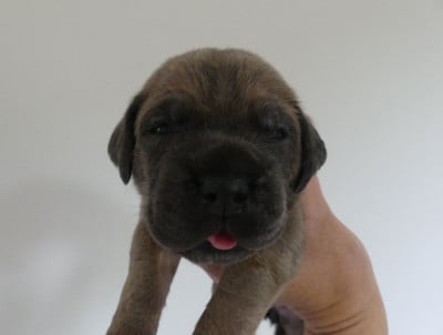 Les chiots de Cane Corso