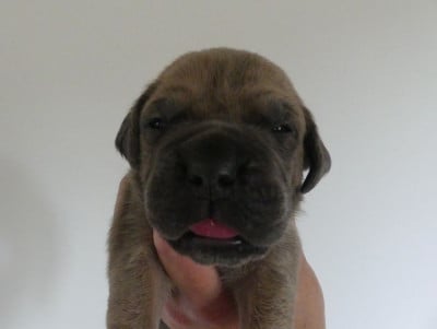 Les chiots de Cane Corso