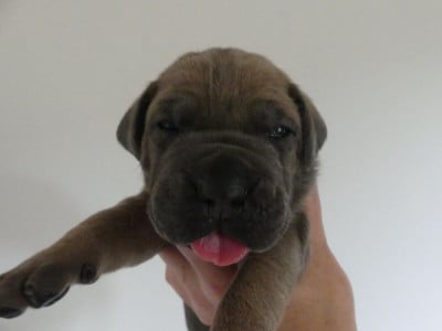 Les chiots de Cane Corso