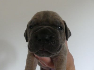 Les chiots de Cane Corso