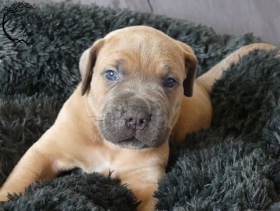 Les chiots de Cane Corso
