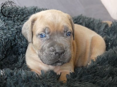 Les chiots de Cane Corso