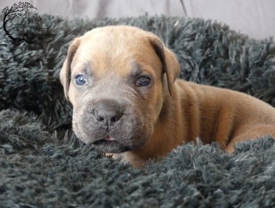 Les chiots de Cane Corso