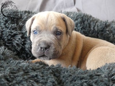Les chiots de Cane Corso