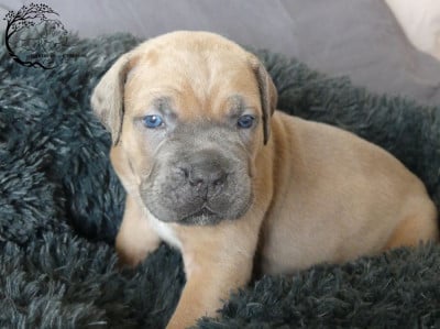 Les chiots de Cane Corso