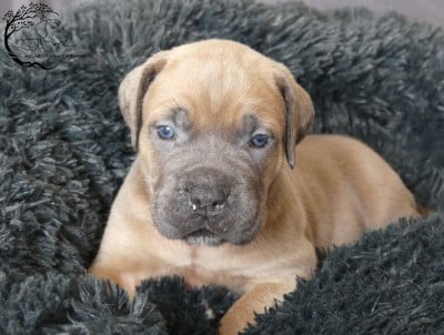 Les chiots de Cane Corso