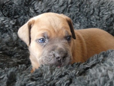 Les chiots de Cane Corso