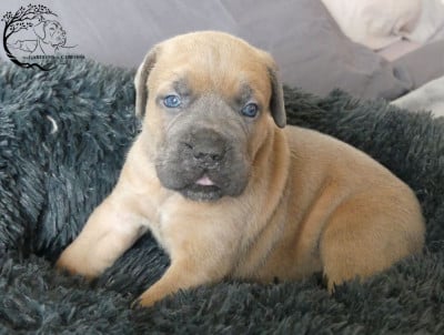 Les chiots de Cane Corso