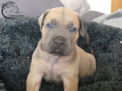 Les chiots de Cane Corso