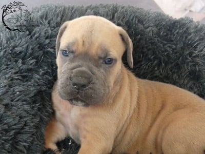 Les chiots de Cane Corso