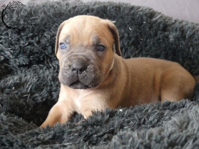 Les chiots de Cane Corso