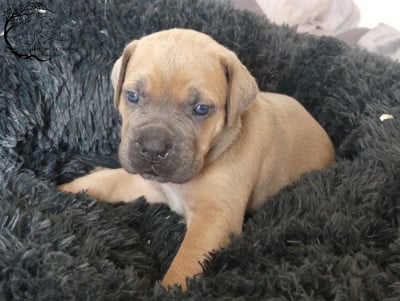Les chiots de Cane Corso