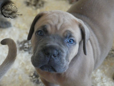Les chiots de Cane Corso