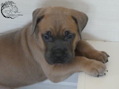 Les chiots de Cane Corso