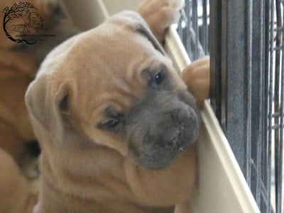 Les chiots de Cane Corso