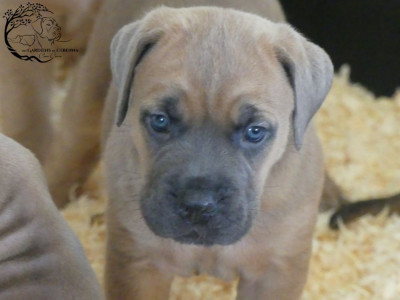 Les chiots de Cane Corso