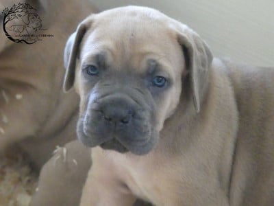 Les chiots de Cane Corso