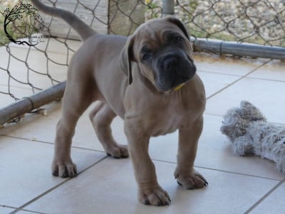 Les chiots de Cane Corso
