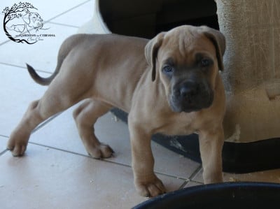 Les chiots de Cane Corso