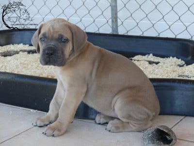Les chiots de Cane Corso