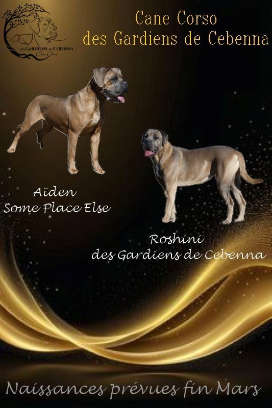 Cane Corso - Des Gardiens De Cebenna