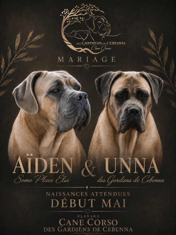 Cane Corso - Des Gardiens De Cebenna