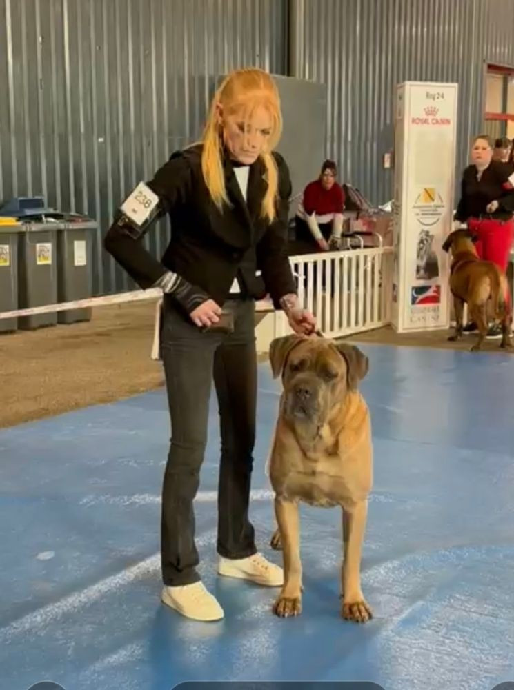 CH. Sun Des Gardiens De Cebenna - 1er Excellent, classe Champion, RCACIB