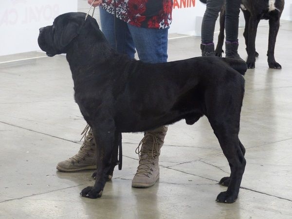 Izio Des Seigneurs De Sparte - 1er Excellent, CACS, BOB